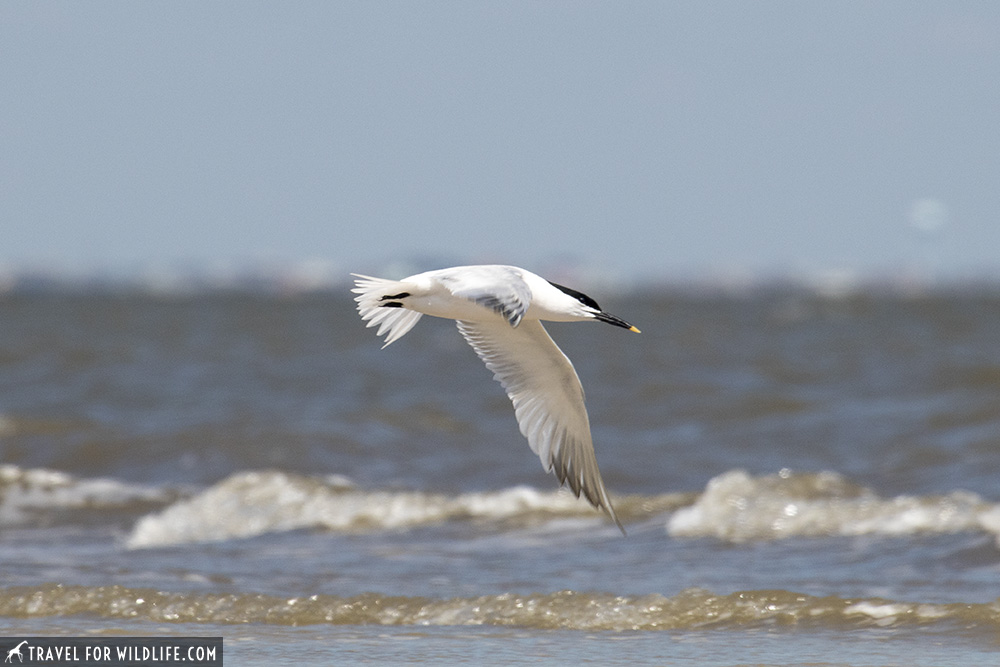 Sandwich tern flying over water