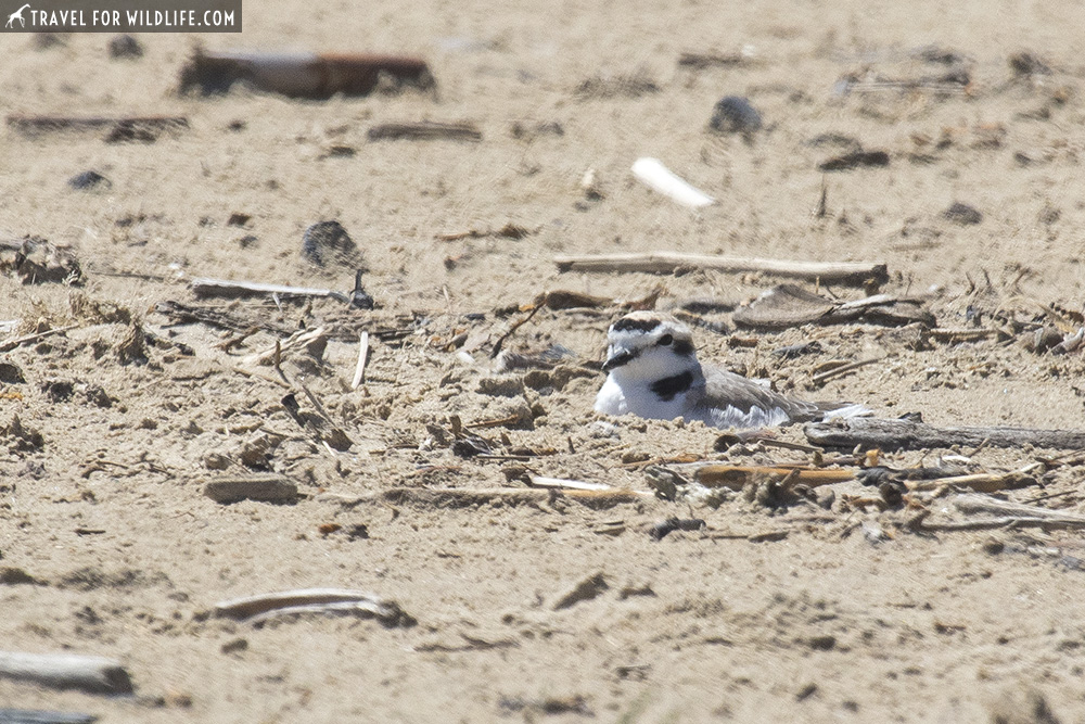 Snowy plover nesting on sand