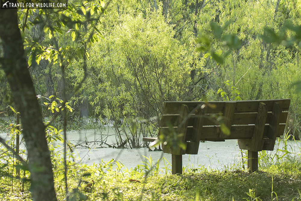 Bench by a swamp