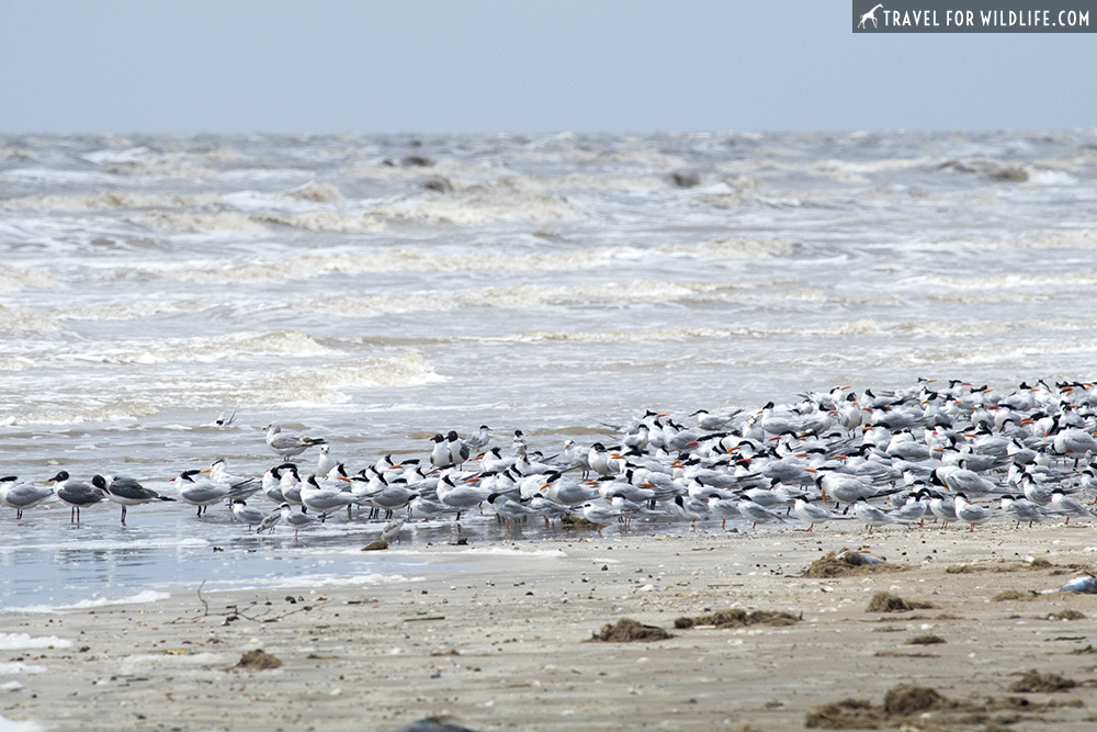 Mixed flock of shorebirds