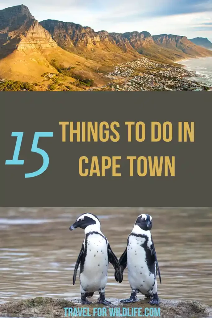 Looking for things to do in Cape Town, South Africa? We have done a lot of Cape Town activities and we can recommend these 15 you can't miss!...Snorkel with seals, visit Robben island, go whale watching, and hang out with penguins .
