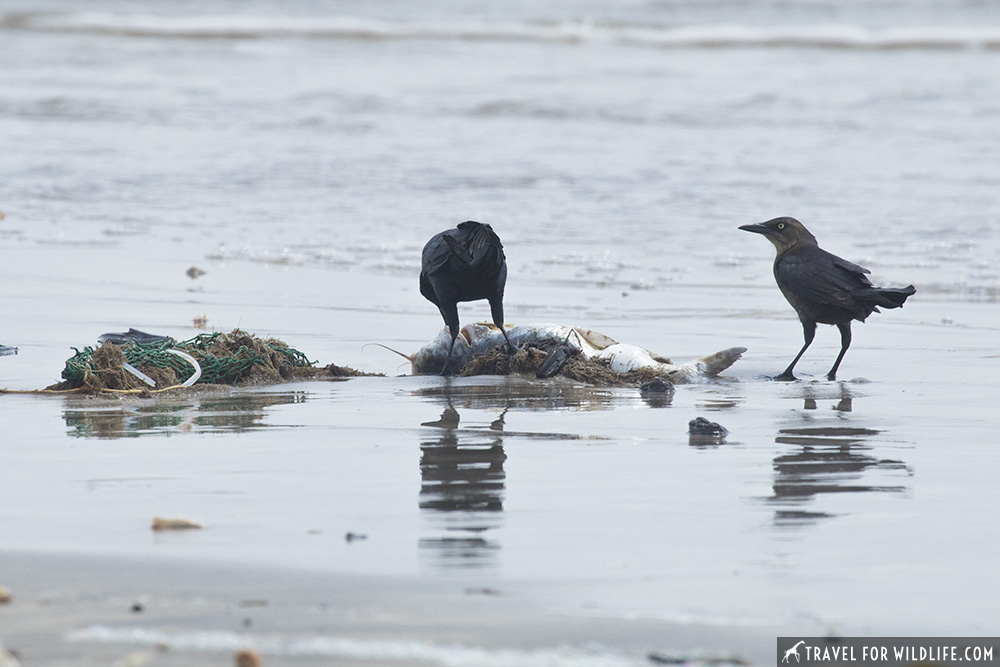 two blackbirds feeding on a catsfish next to a discarded net