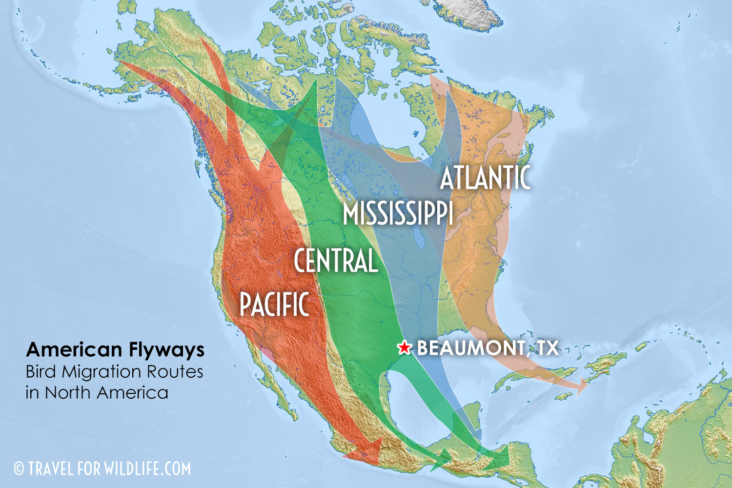 waterfowl migration map