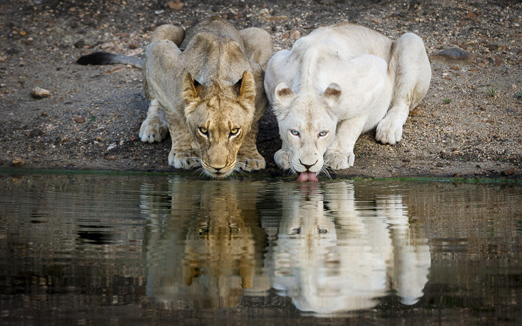 A white lion and a lion drinking at a waterhole