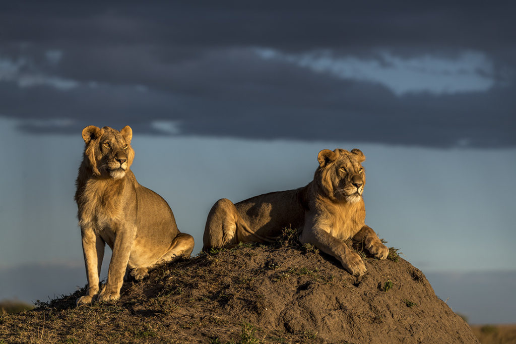 Two lions at sunset