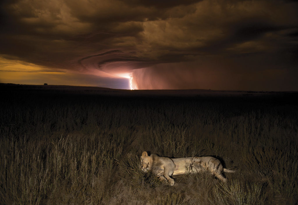 A lioness in a thunderstorm