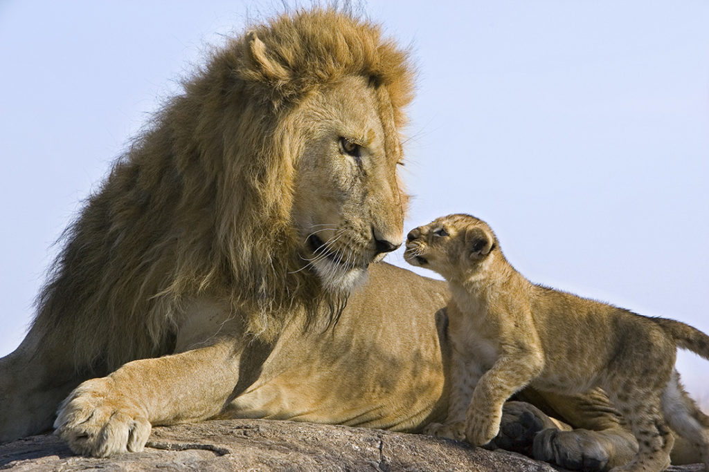 Male lion with cub