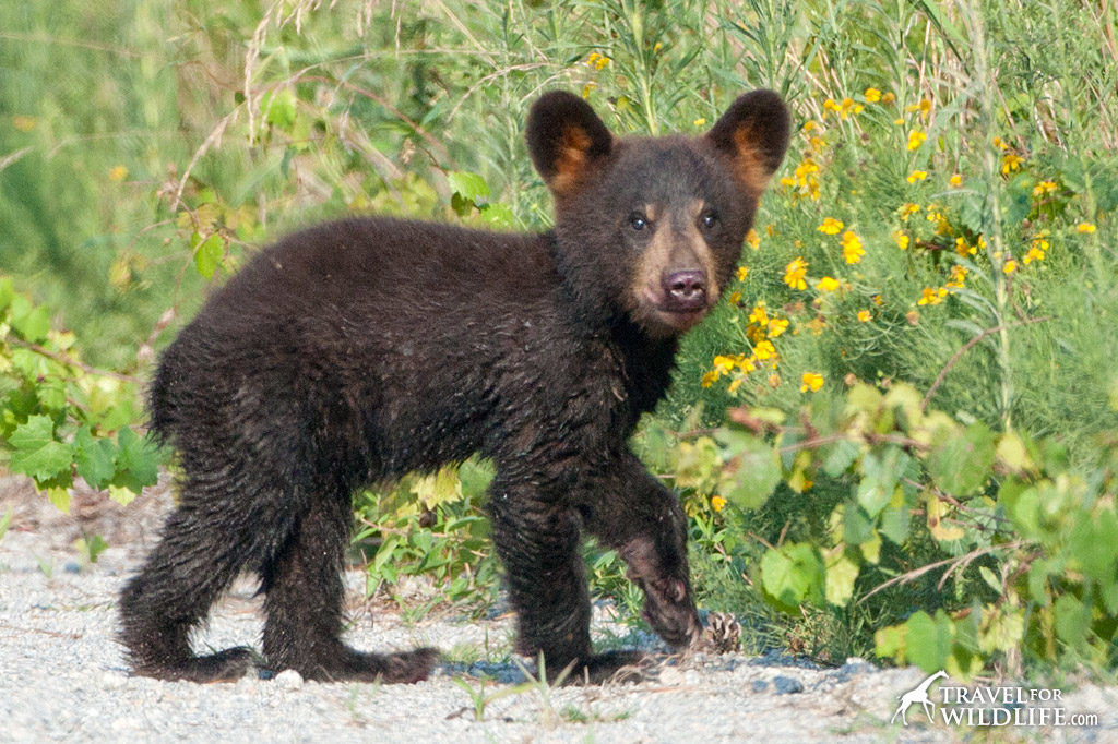 Outer Banks wildlife, the bear