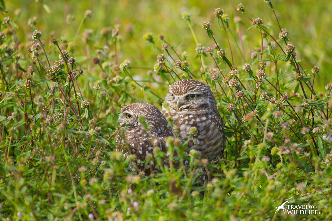 Birding festivals Unite States