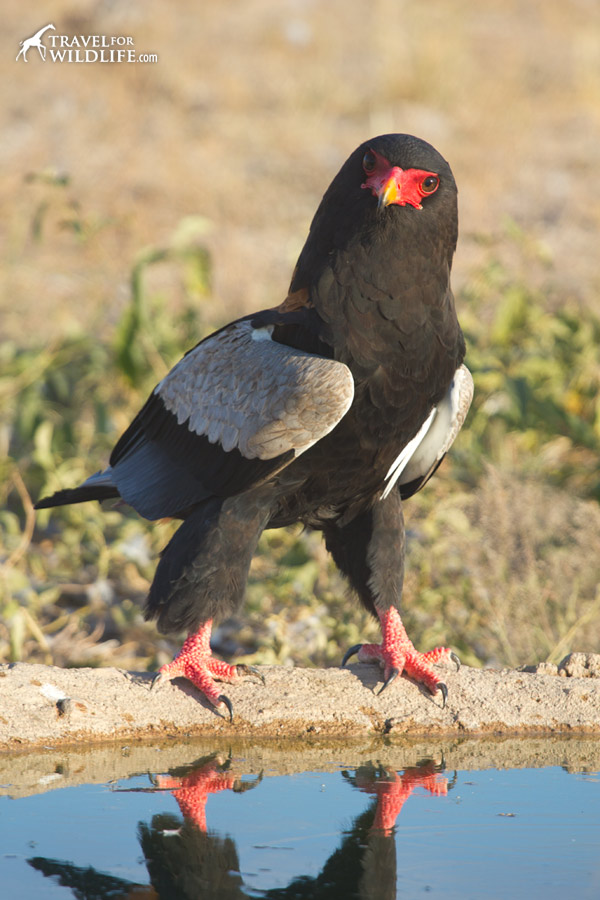 Bateleur eagle