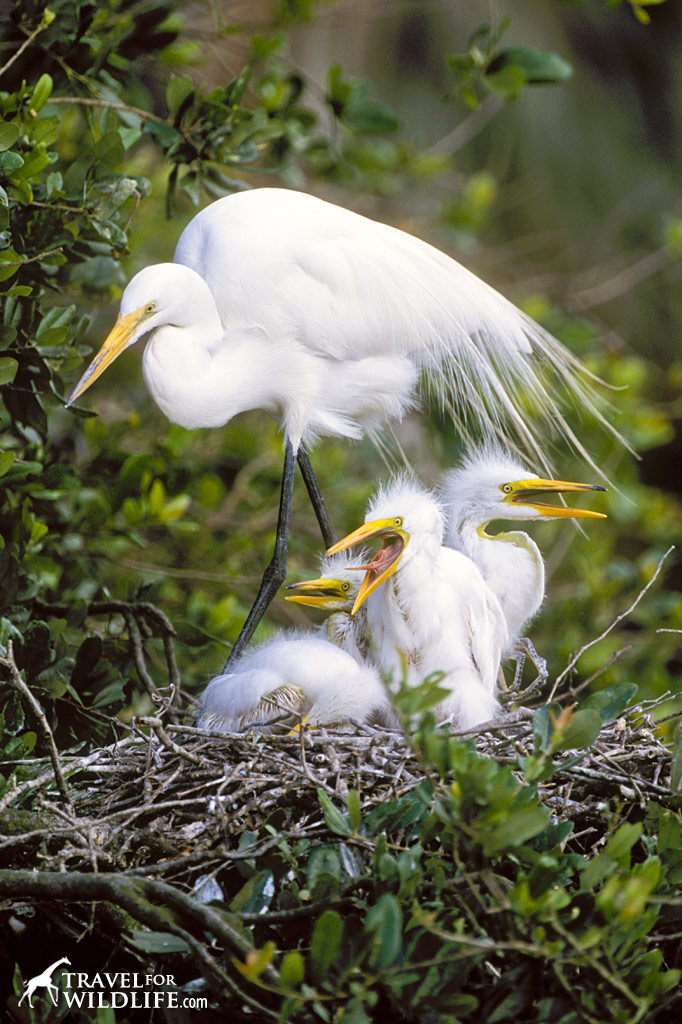 Egret with chicks