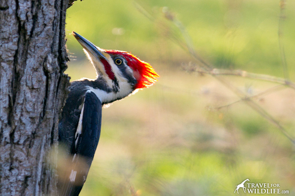 Pileated woodpecker on a tree