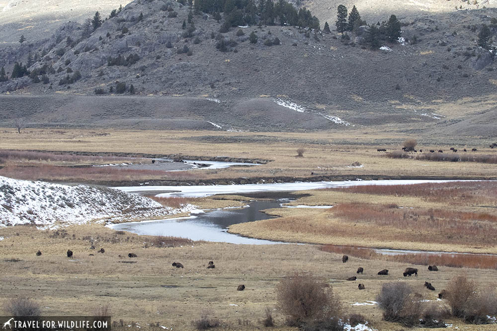 Bison resting by a river