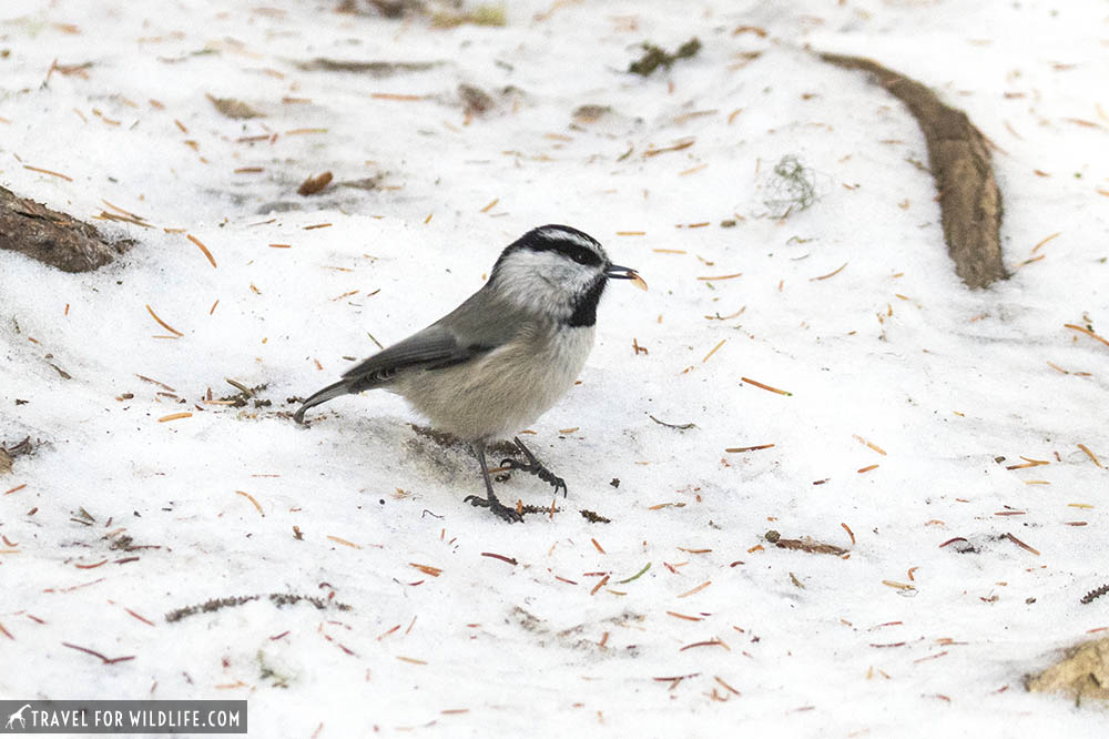 Chickadee in the snow