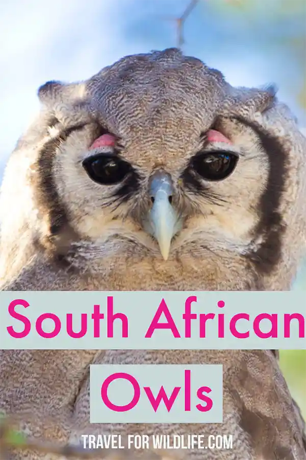 Learn all about the 12 species of owls that live in South Africa. These south African owls live in different habitats and have different diets. Find out where you can see these owls!