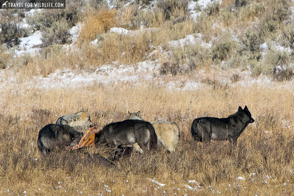 Pack of Yellowstone wolves at a bison carcass