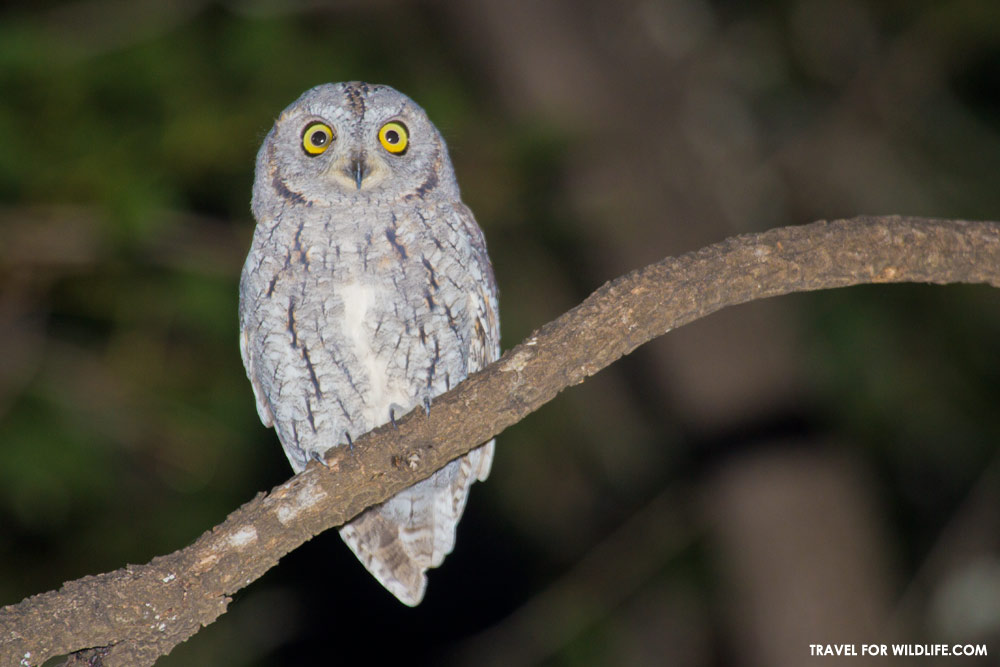 African scops owl, South Africa