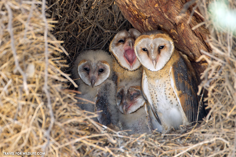 barn owl's nest