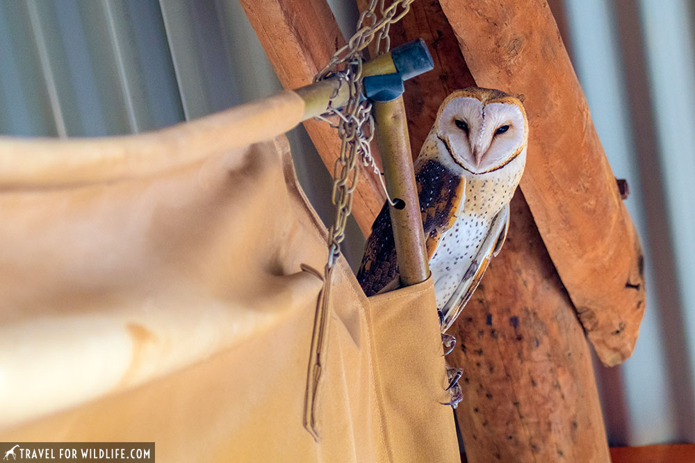 barn owl, Tyto alba, South Africa