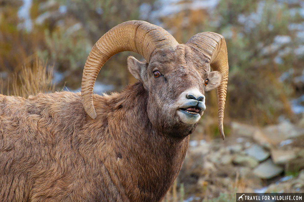 bighorn sheep rut