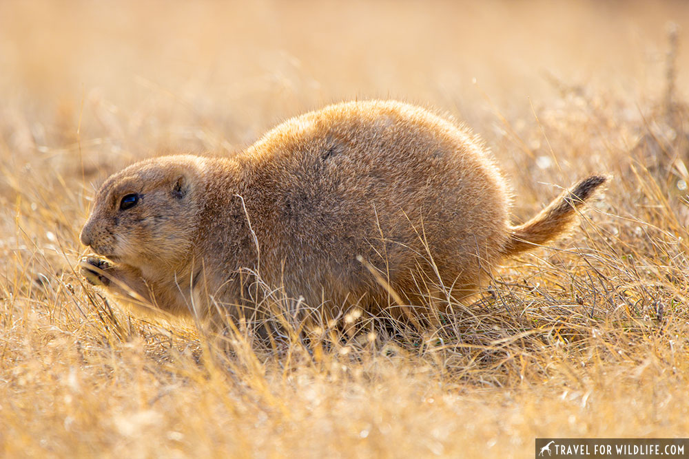 black tailed prairie dog