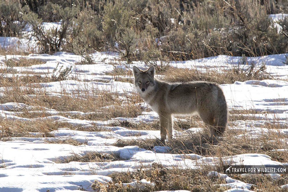 coyote standing