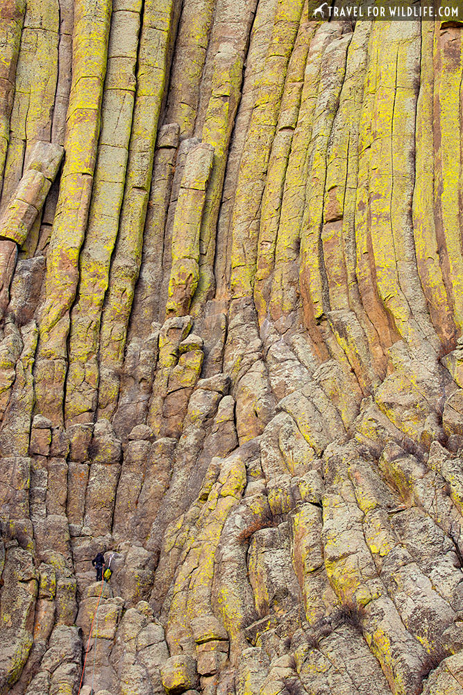 Devils Tower climbing