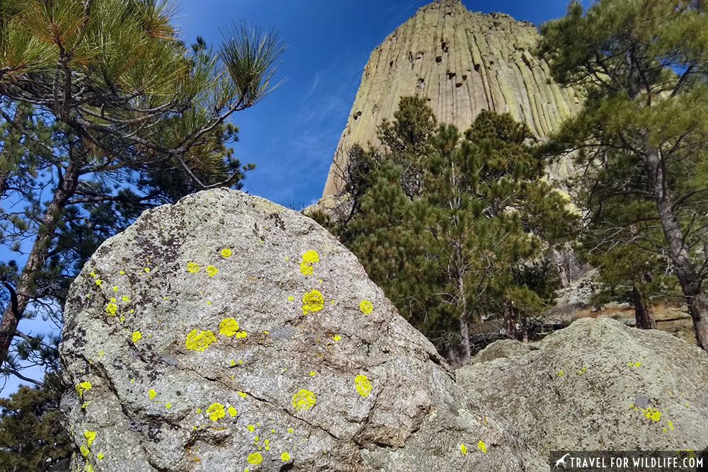 devils tower lichens