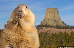 Devils Tower close encounters with prairie dogs