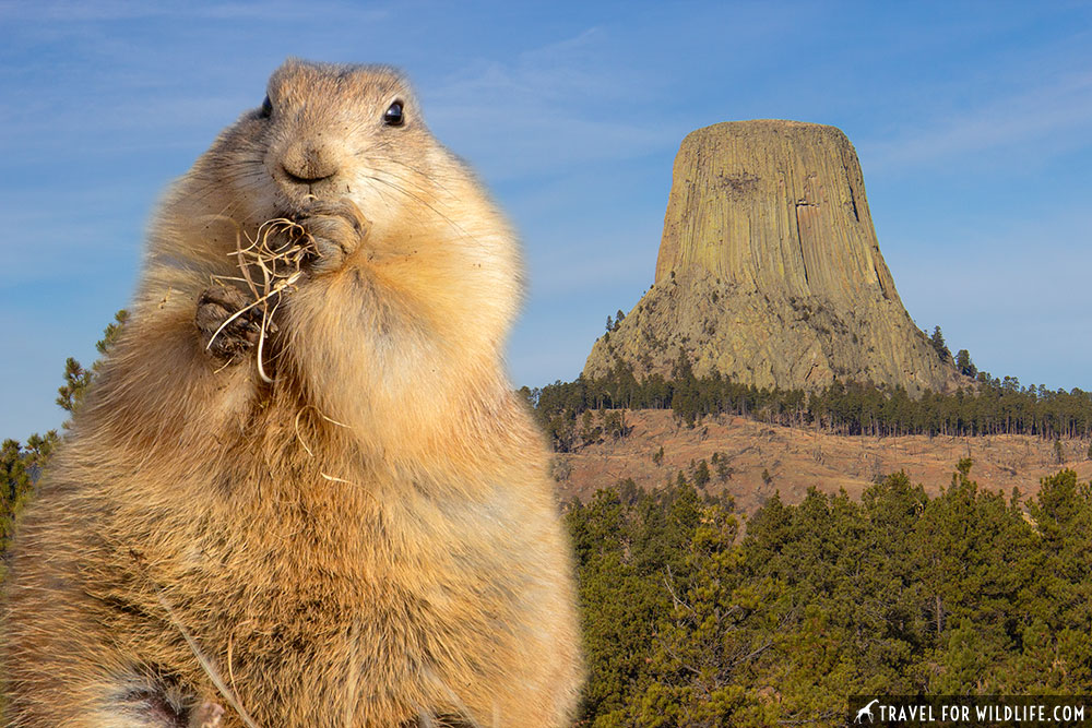 Devils Tower close encounters with prairie dogs