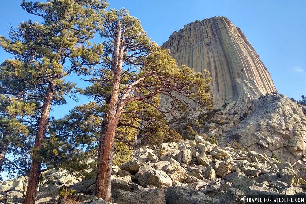 View of Devils Tower from base