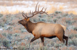 Yellowstone in November, elk antlers