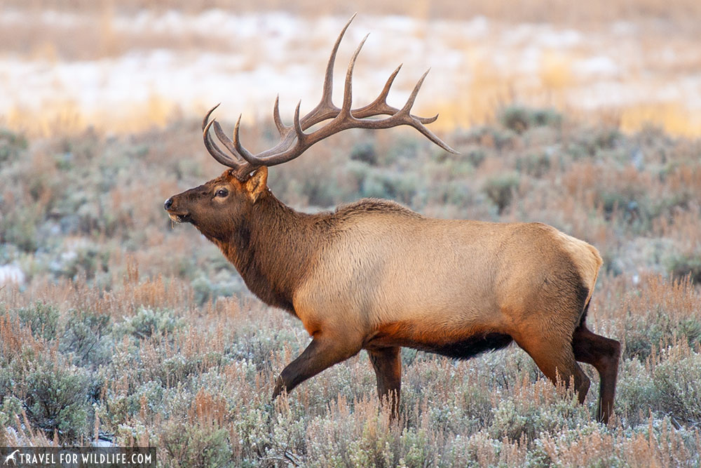 Yellowstone in November, elk antlers