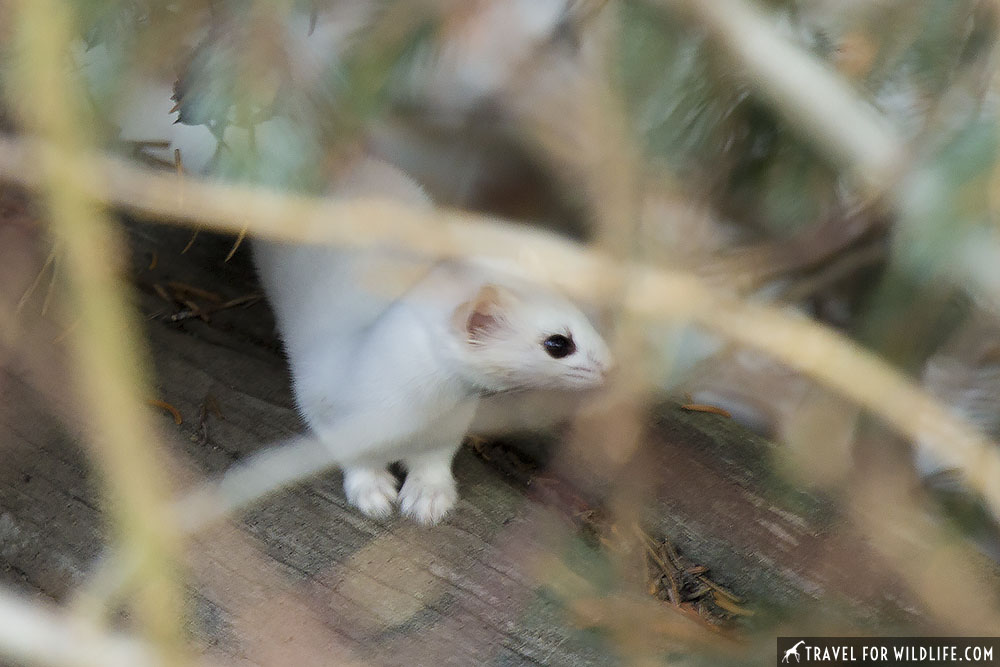 Ermine standing on a log