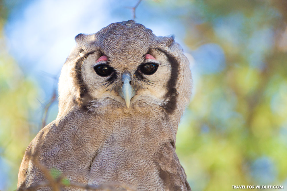 Giant Eagle Owl