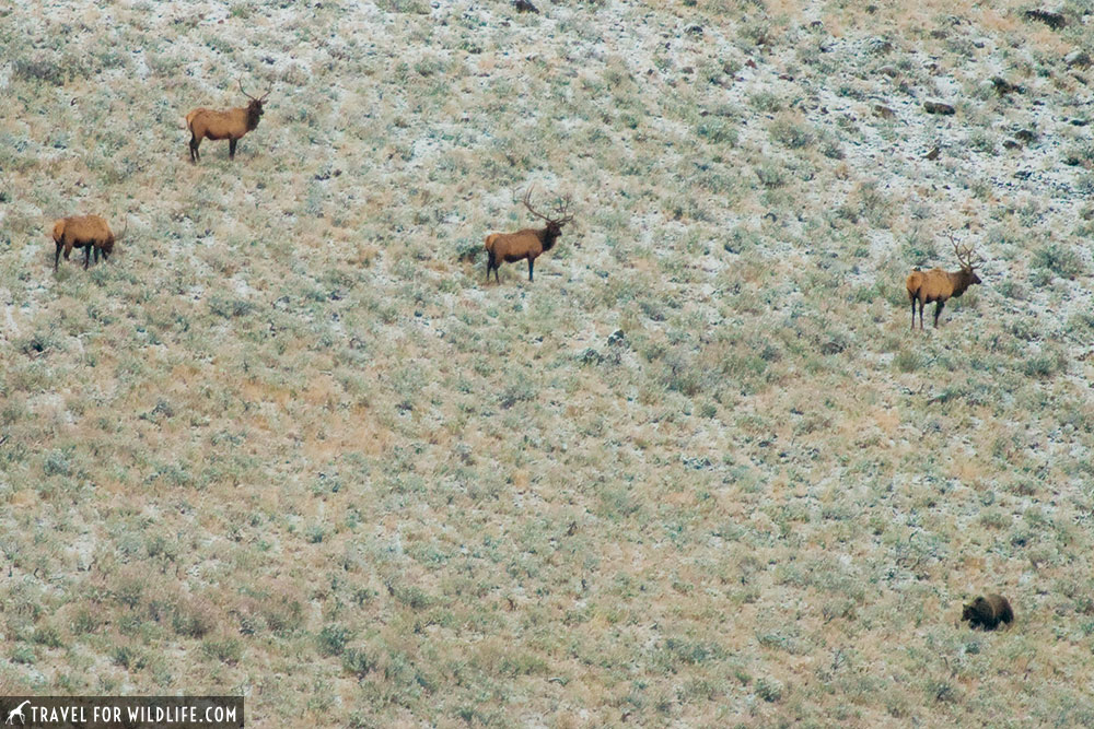 Grizzly bear in fall, Yellowstone