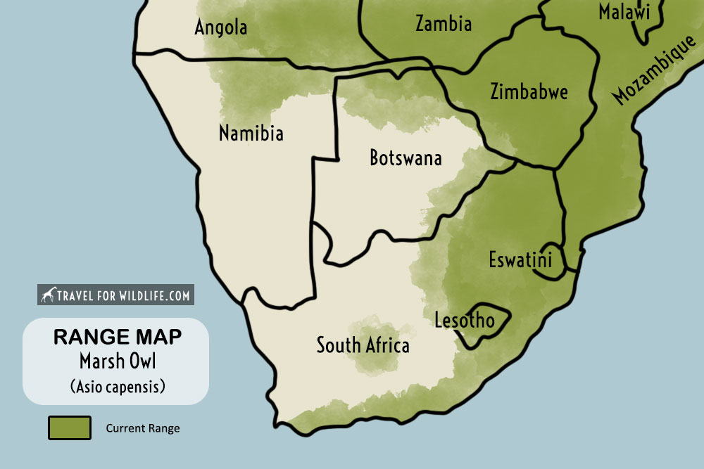 Marsh Owl range map