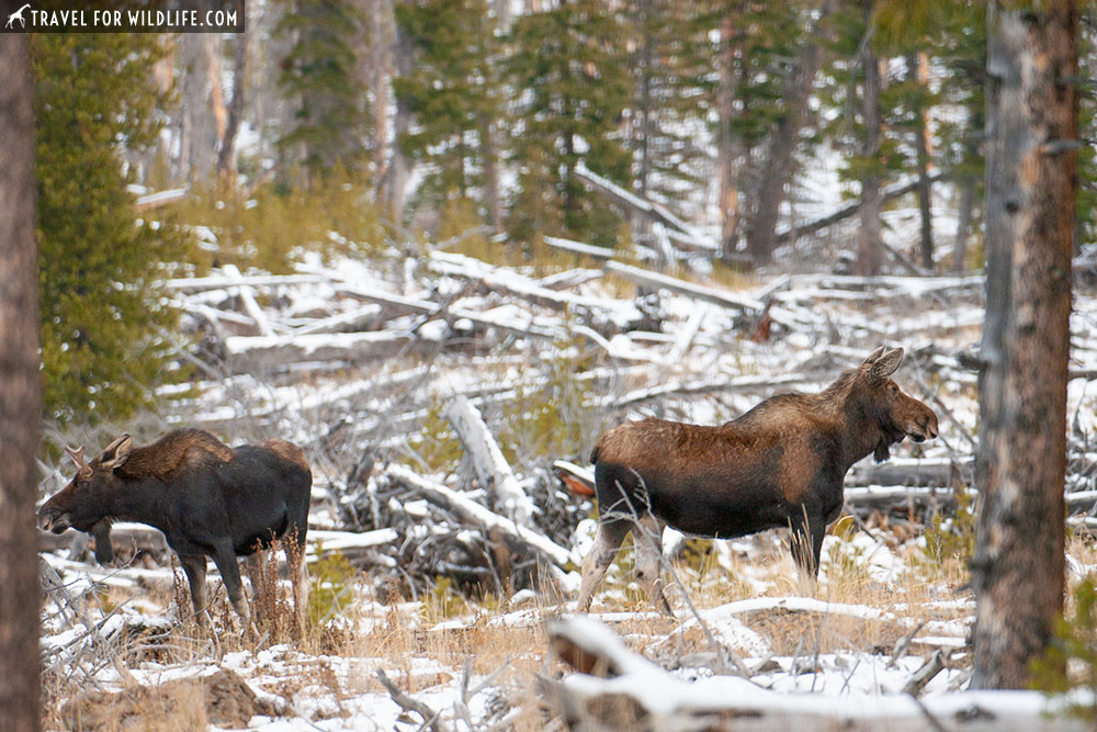 Yellowstone in fall. moose