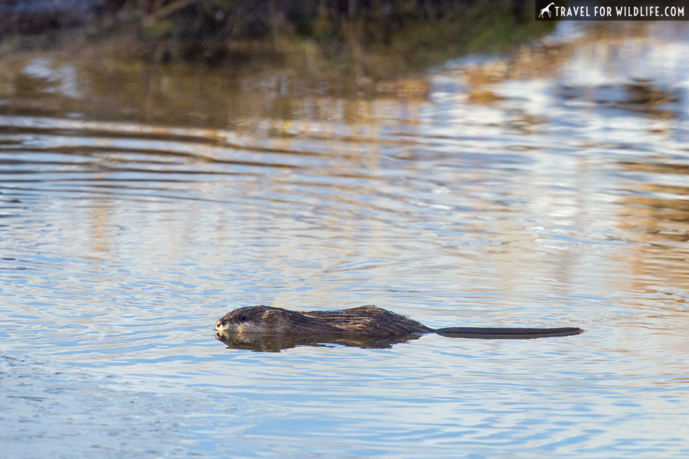 muskrat swimming in Yellowstone