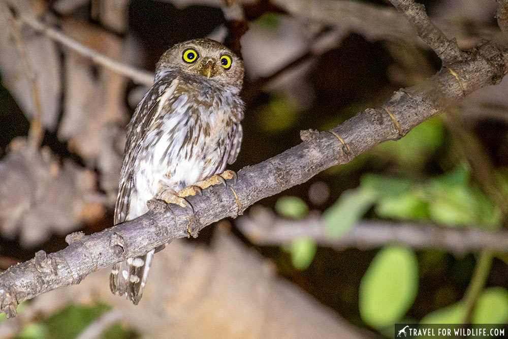 owl images. pearl spotted owlet, Glaucidium perlatum