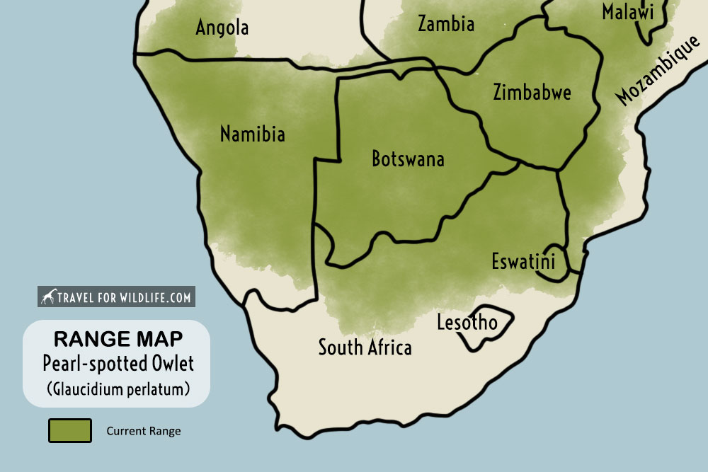 Pearl-spotted Owlet range map