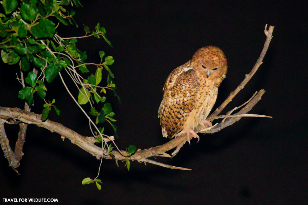 Pels fishing owl, Kruger