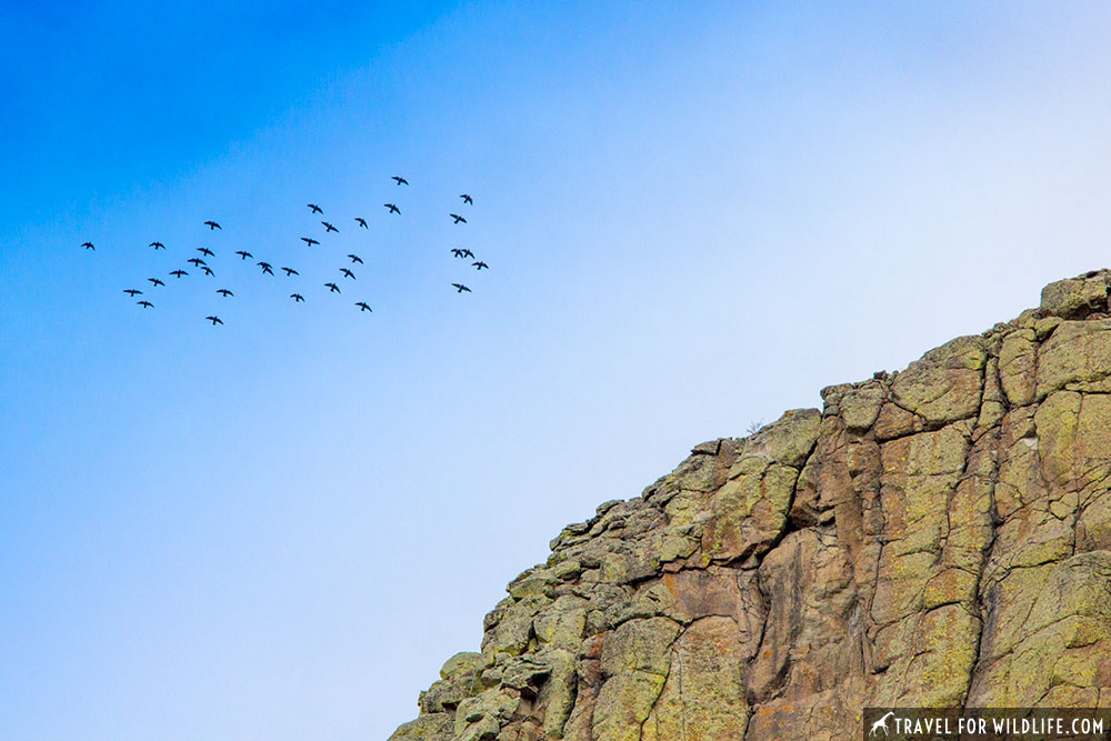 pigeons circling devils tower