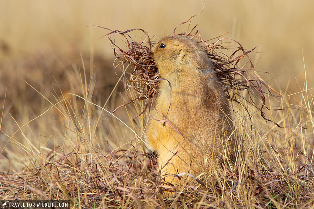 prairie dog collecting grass