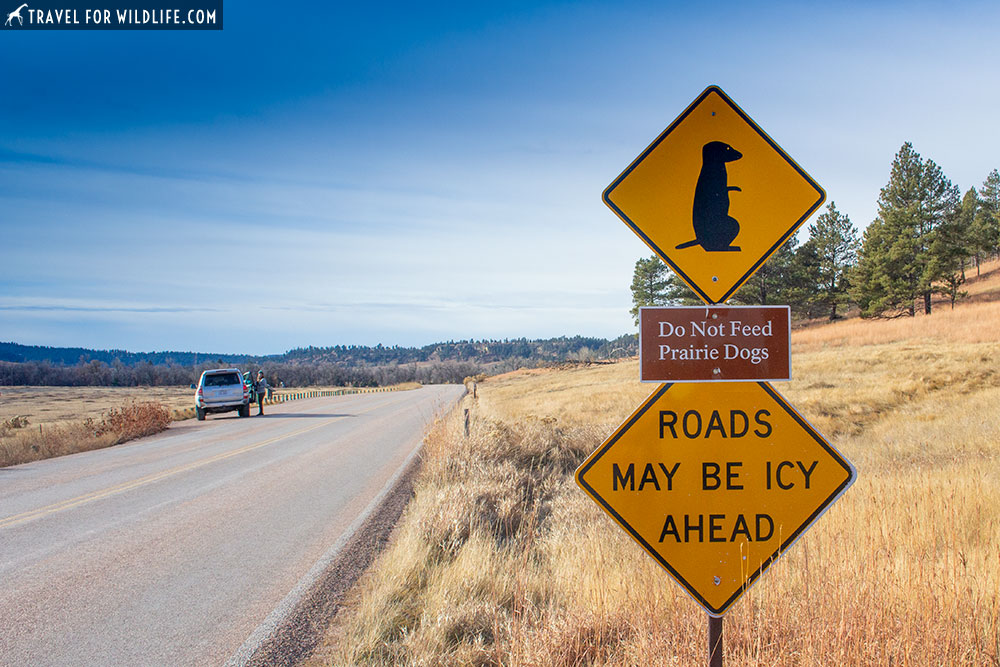 prairie dog crossing sign, devils tower