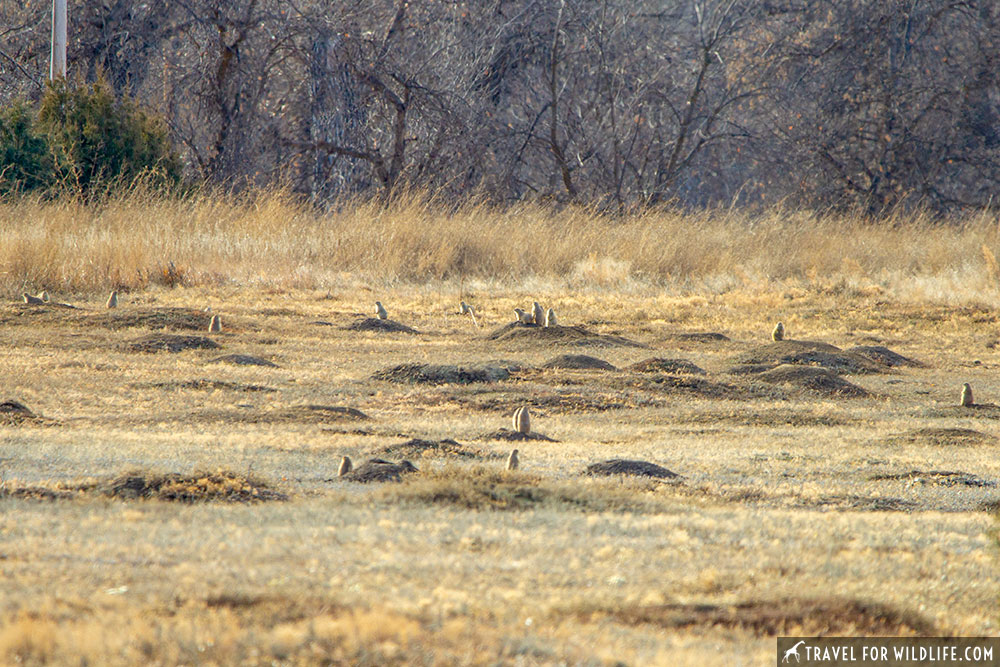 prairie dog town in Devils Tower