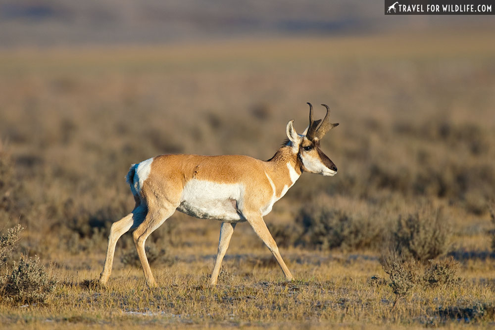 Yellowstone in fall, pronghorn