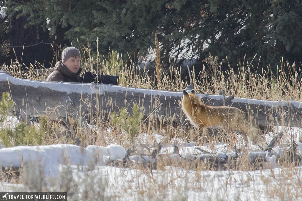 Red fox staring at photographer