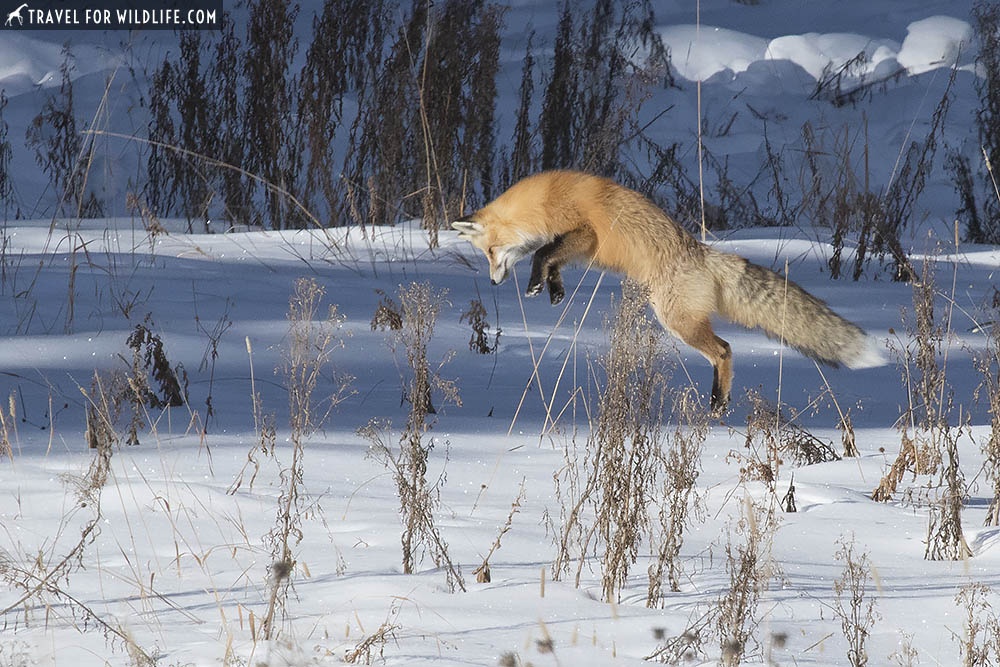 Red fox pouncing on the snow