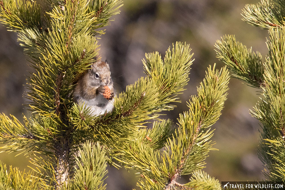 a red squirrel with a pine cone, a staple of fall in Yellowstone wildlife